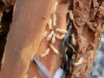 麻江白蚁防治公司分享家庭白蚁自查方法，快速识别虫害隐患